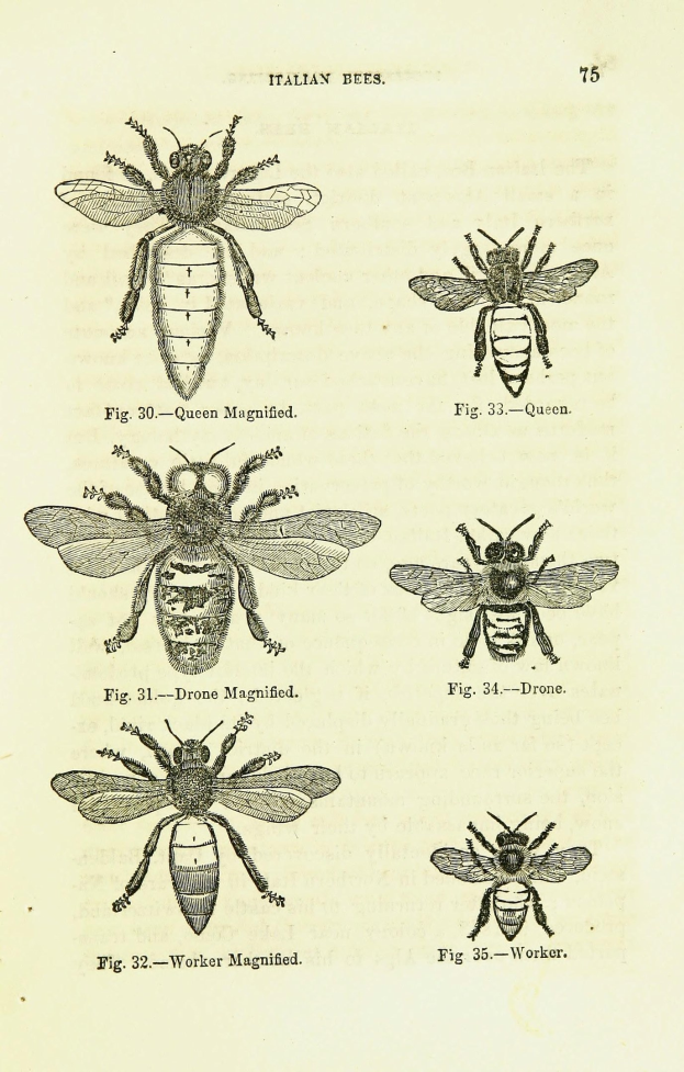 Eine Buchseite mit detaillierten Illustrationen verschiedener Bienen, jede mit einzigartigen Merkmalen, begleitet von beschreibendem Text ├╝ber die Insekten und ihre Lebensr├┐ume.