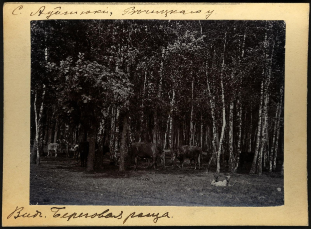 Schwarzes und weißes Foto einer Herde von Rindern, die auf einer bewaldeten Fläche grasen, mit Bäumen und Text unten.