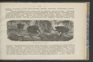 Ein aufgeschlagenes Buch mit einer Zeichnung von zwei Elefanten in einer Dschungellandschaft mit Bäumen und Pflanzen, begleitet von beschreibendem Text auf der Seite.