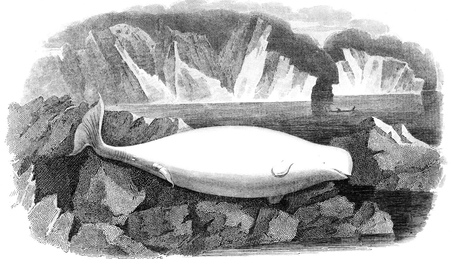 Schwarze und weiße Zeichnung eines Wals, der auf einem Felsen in eisigem Wasser ruht, mit Eisbergen im Hintergrund und Text unten.