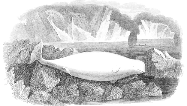 Schwarze und weiße Zeichnung eines Wals, der auf einem Felsen in eisigem Wasser ruht, mit Eisbergen im Hintergrund und Text unten.