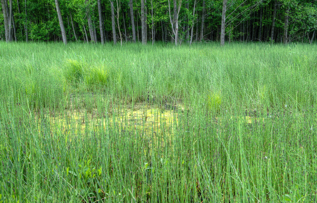 Eine landwirtschaftliche Farm mit Bäumen oben im Bild.