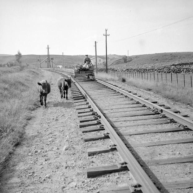 Schwarze und weiße Fotografie von zwei Kühen, die auf den Eisenbahnschienen gehen, mit einer Person, die auf einem Fahrzeug im Vordergrund sitzt, Gras und einem Zaun auf beiden Seiten und Häusern, Bäumen, Pfählen und Himmel im Hintergrund.