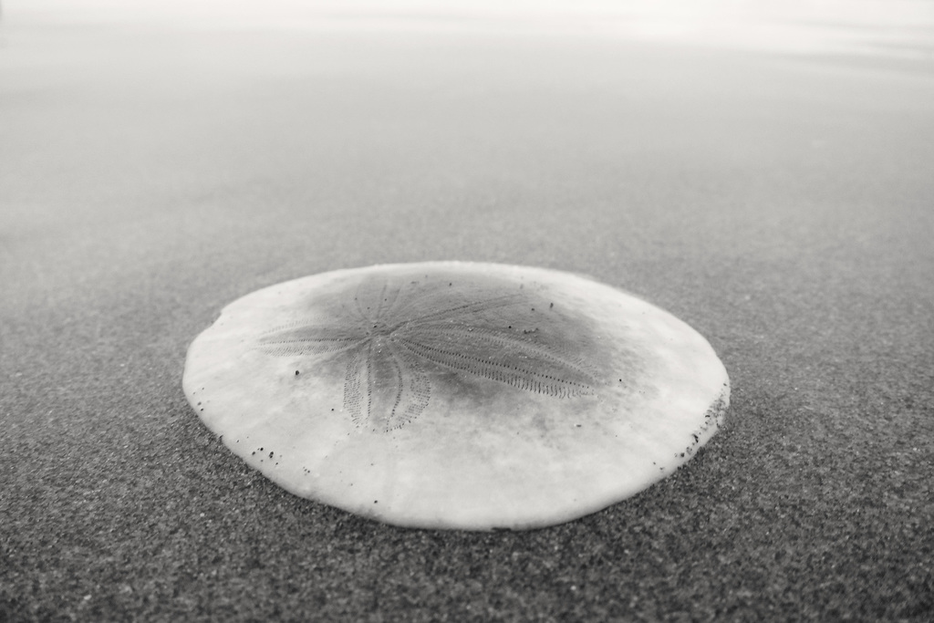 Eine weiße Muschelschale liegt auf einer Straße.