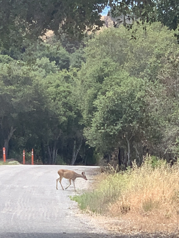 Ein Hirsch, der eine von Pfählen gesäumte Waldstraße überquert, umgeben von hohen Bäumen und grünem Gras, mit dem Himmel im Hintergrund.