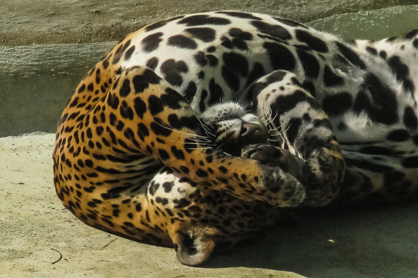 Ein wildes Tier liegt auf dem Boden.