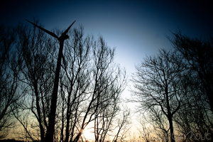 Eine Windmühle vorne mit vielen trockenen Bäumen dahinter unter einem blauen Himmel.